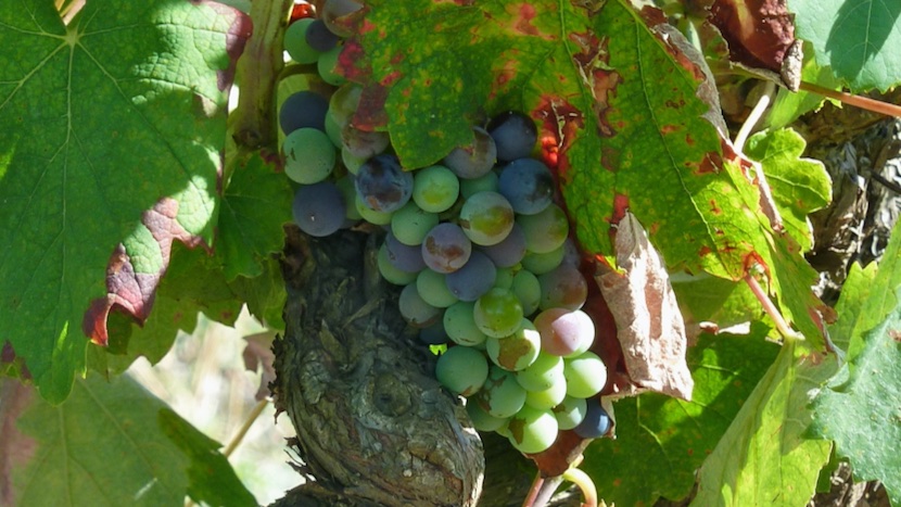 Harvesting The Vines of Aix-en-Provence